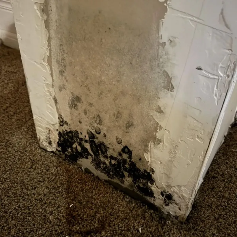 Professional Mold Removal in Blanchard, OK